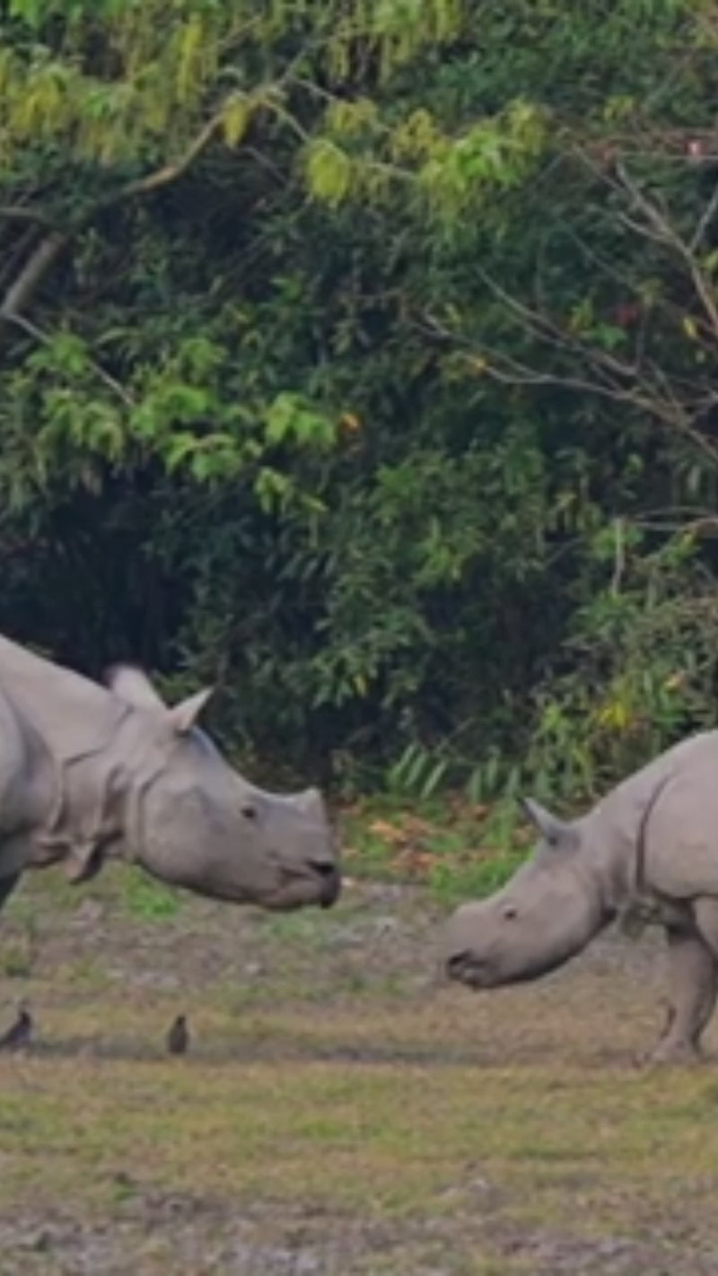 Kaziranga Nights