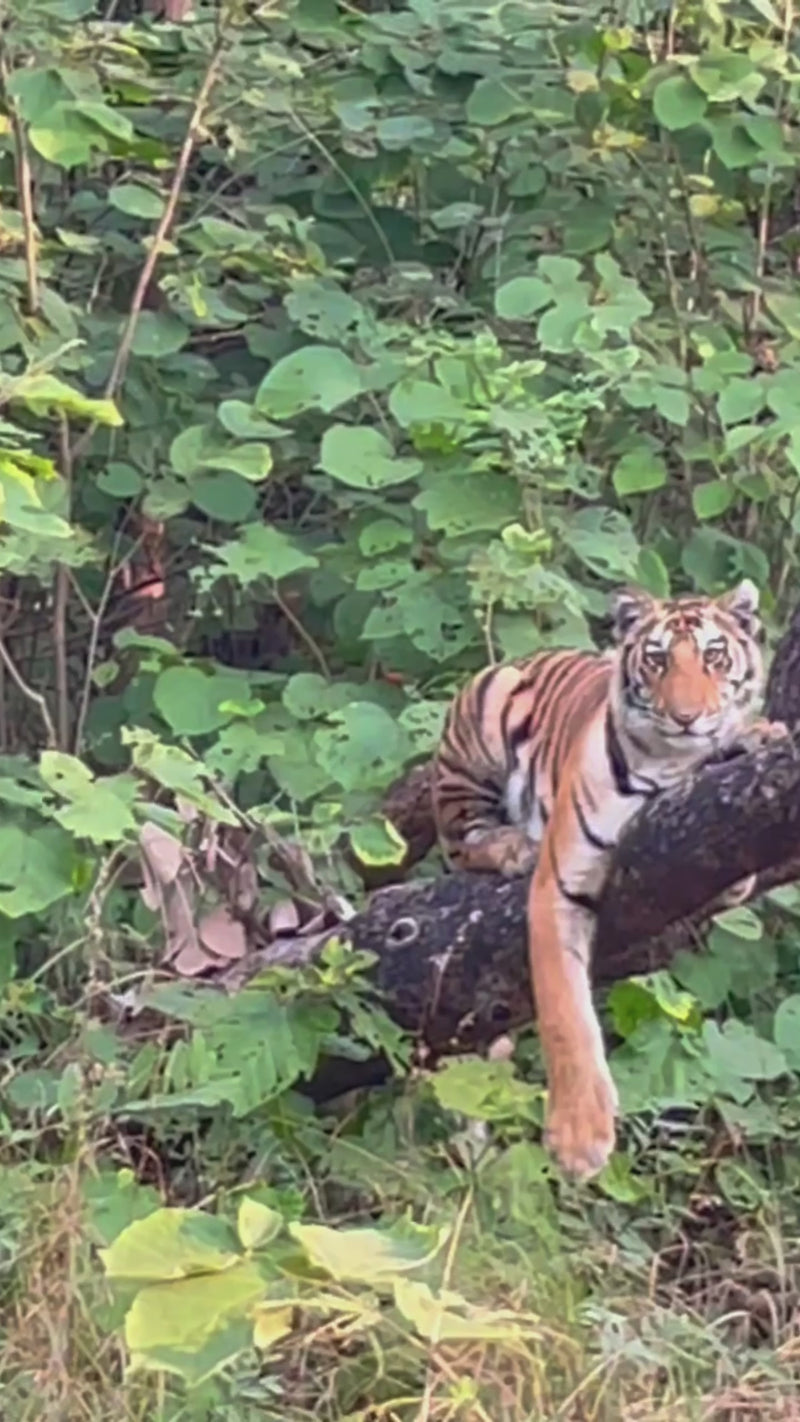 Kanha Mornings